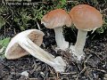 Hebeloma sinapizans-amf871